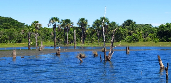 PESQUISA BUSCA IDENTIFICAR O PERFIL DOS PESCADORES E GUIAS DE PESCA DO TOCANTINS