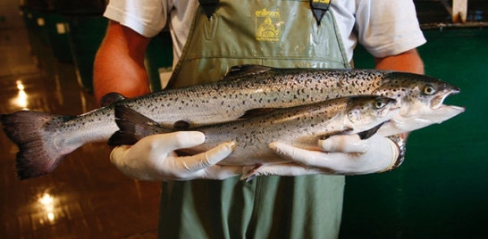 SALMÃO GENETICAMENTE MODIFICADO PASSA A SER COMERCIALIZADO NO CANADÁ