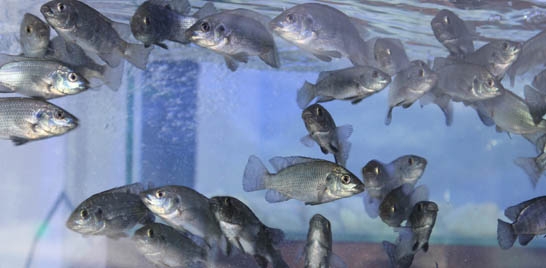 Semana do Peixe incentiva consumo de peixes e frutos do mar