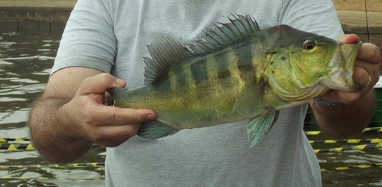 XVI TORNEIO DE PESCA ESPORTIVA DO TUCUNARÉ DE BURITAMA