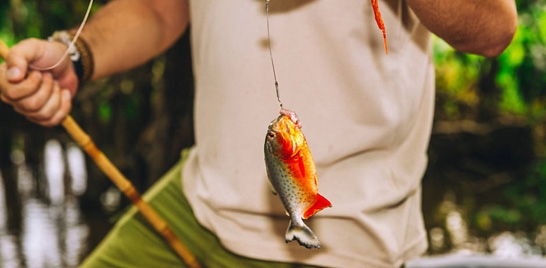 PANTANAL E MATO GROSSO SÃO OS DESTINOS DE PESCA FAVORITOS DOS PAULISTANOS