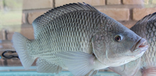 Vem aí o curso de processamento artesanal de peixes