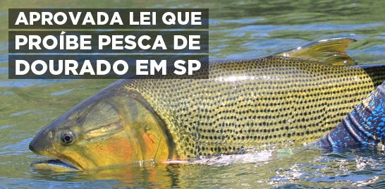 Aprovado na Assembleia, projeto que proíbe a pesca de dourado no Estado de São Paulo