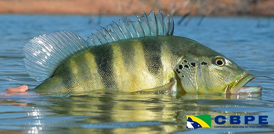 Foco no esporte: vem aí a Confederação Brasileira de Pesca Esportiva