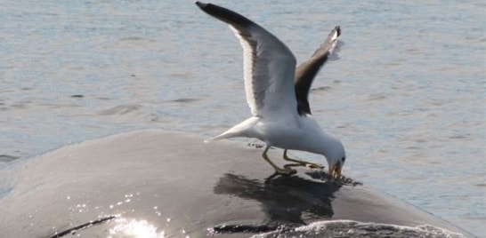 Baleias desenvolvem estratégia para evitar ataque de gaivotas