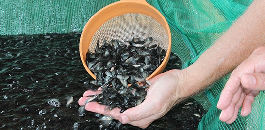 PEIXE BR LANÇA CAMPANHA PARA CONSUMO DE PEIXES DE CULTIVO