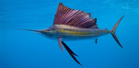 Encerramento do XXVII Torneio de Pesca Oceânica acontece dia 13