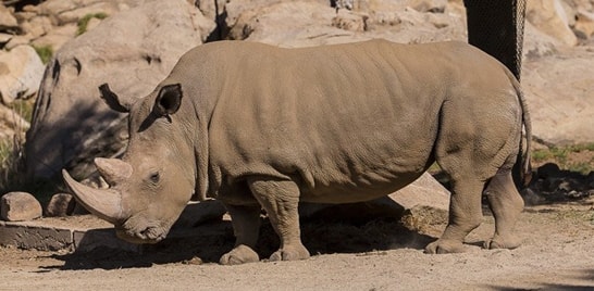 Morre rinoceronte de espécie em extinção