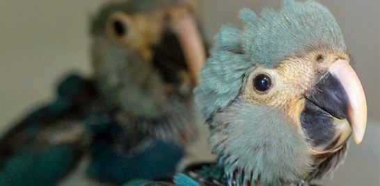 Registrado o nascimento de ararinhas-azuis no Brasil