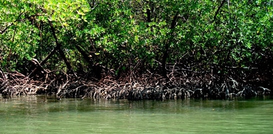 Brasil tem maior área de manguezais protegida do mundo