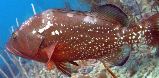 Portaria proíbe pesca de espécies em extinção e gera protesto em Itajai-SC