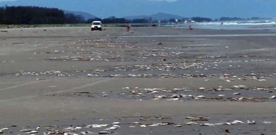 Oito toneladas de peixes mortos aparecem em praia de SP