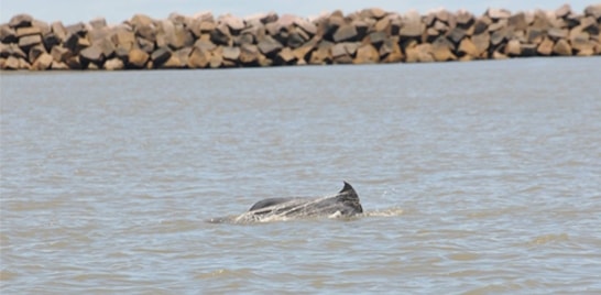 Boto é encontrado preso em rede de pesca no RS