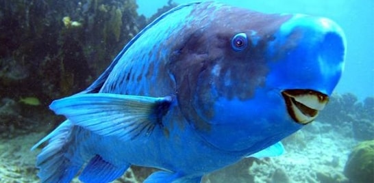 Peixes Estranhos: Papagaio-Azul