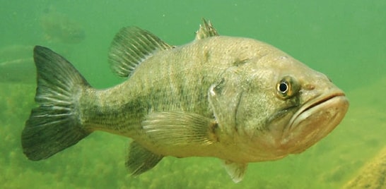 Black Bass em foco no Estado de Santa Catarina