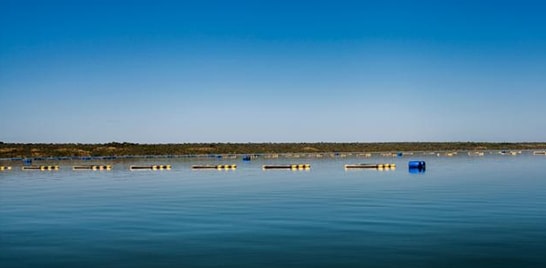 Levantamento aponta capacidade de peixes em viveiros