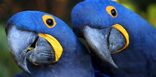 Arara-azul não está mais ameaçada de extinção