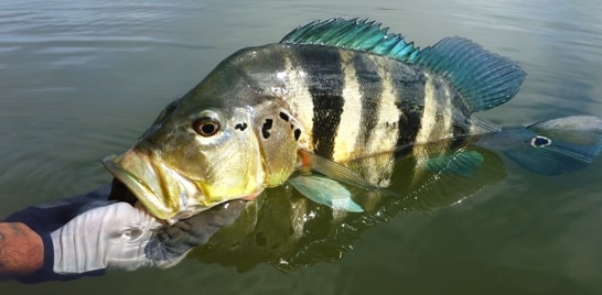 De olho no peixe: Tucunaré-azul