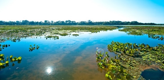 2 de fevereiro é o Dia Mundial das Áreas Úmidas