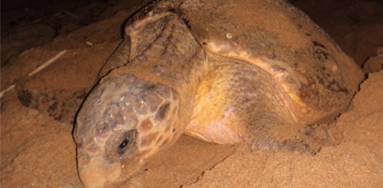 Tartaruga-cabeçuda bate recorde de fidelidade reprodutiva