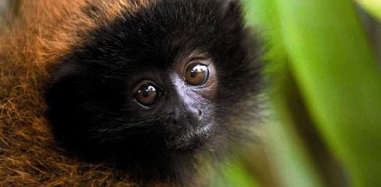 Espécies brasileiras em extinção: Macaco guigó