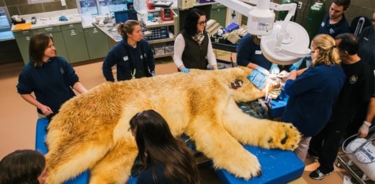 Urso polar vai ao dentista nos EUA