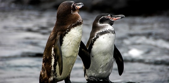 Pinguim-das-galápagos ameaçado