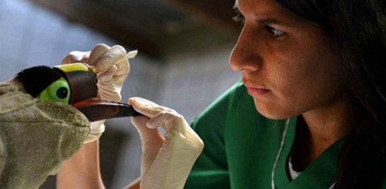 Tucano receberá prótese de bico impressa em 3D