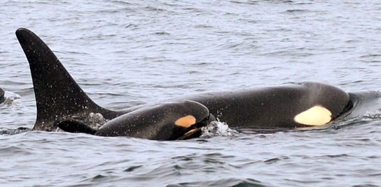Filhote de orca é avistado no litoral dos EUA