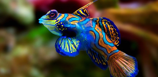 Peixes estranhos - Mandarin Fish