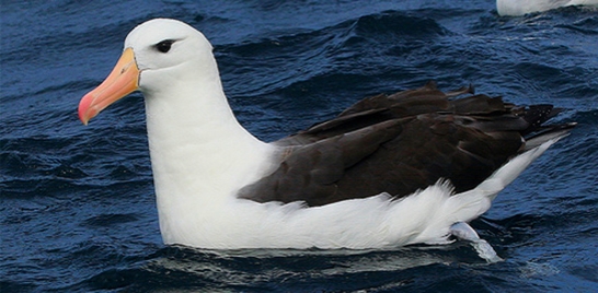 Albatroz-de-sobrancelha-negra não está mais ameaçado de extinção