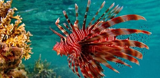 Peixe- leão encontrado no Brasil tem ligação com exemplares do Caribe