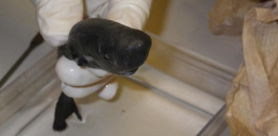 Descoberto exemplar raro de mini tubarão