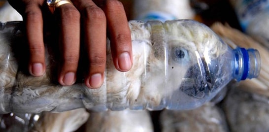 Encontradas 24 aves em extinção presas em garrafas plásticas na Indonésia