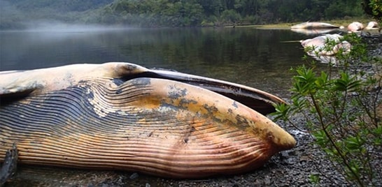 Baleias são encontradas mortas na costa sul do Chile