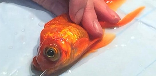 Peixinho dourado é operado pela 3ª vez para remover tumor