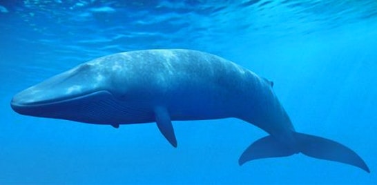 Espécies em Extinção: Baleia-azul