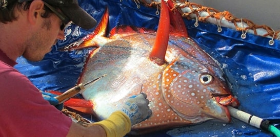 Descoberto único peixe de sangue quente do mundo