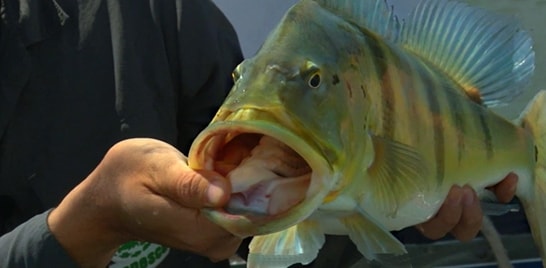 Reunião do Compesca foi marcada por ações de fomento à pesca esportiva