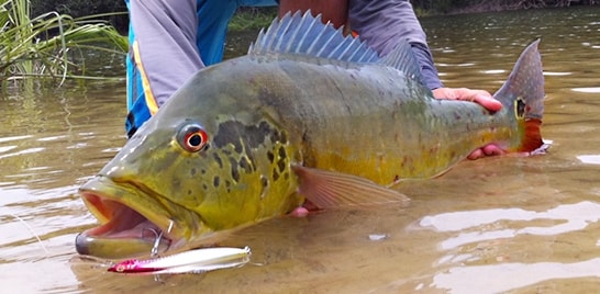 Além de grandes peixes, lojas também fazem parte da programação da Fish TV