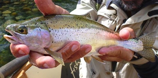 Mercado da pesca com fly ganha uma nova empresa