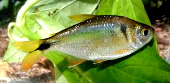 Restrição à pesca de espécies nativas no Paraná começou este mês