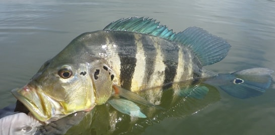 Tem torneio de pesca esportiva no Festival do Peixe