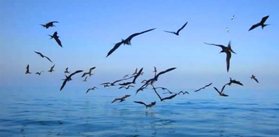 Dias contados para captura acidental de aves marinhas
