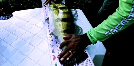 Maior peixe capturado no Campeonato mediu 63,5 centímetros