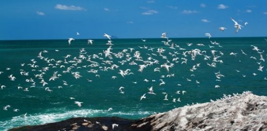 Projeto Albatroz participa do XI Festival Brasileiro de Aves Migratórias