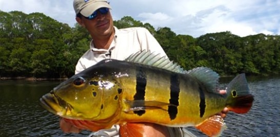 De olho no peixe: tucunaré-açu