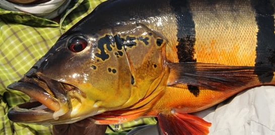 Escassez de tucunaré preocupa adeptos da pesca esportiva em Barcelos