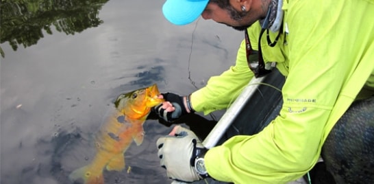 Dica de Pesca: aprenda a manusear o peixe corretamente