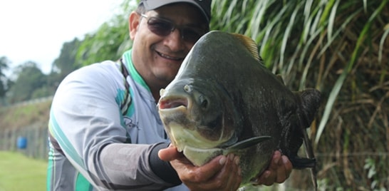 Denis Garbo está de volta!